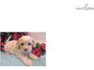 Cavachon Puppy for sale in New York, NY, USA