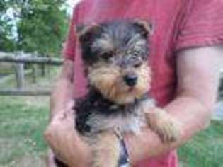 Airedale Terrier Puppy for sale in Bullhead City, AZ, USA