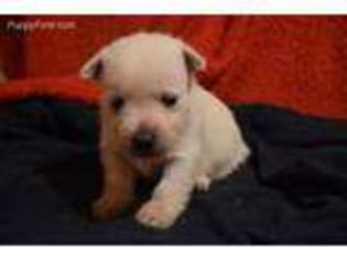 West Highland White Terrier Puppy for sale in Ogema, MN, USA