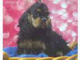 Cocker Spaniel Puppy for sale in Kiron, IA, USA
