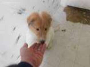 Collie Puppy for sale in Raymond, WA, USA