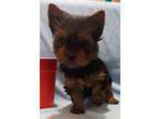 Yorkshire Terrier Puppy for sale in Salado, TX, USA