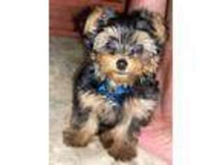 Yorkshire Terrier Puppy for sale in Duluth, GA, USA