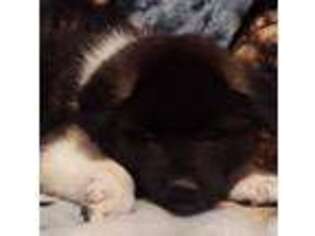 Akita Puppy for sale in York, PA, USA