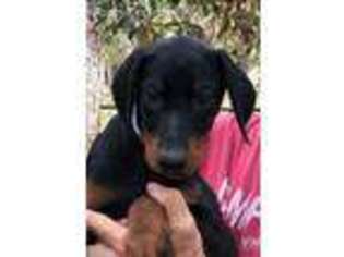 Doberman Pinscher Puppy for sale in Homosassa, FL, USA