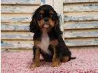 Cavalier King Charles Spaniel Puppy for sale in Eden Valley, MN, USA