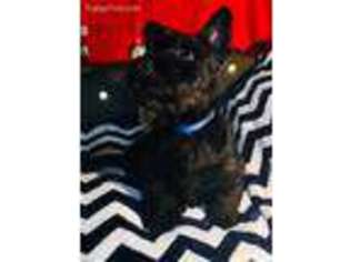 Scottish Terrier Puppy for sale in Bend, OR, USA