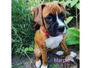 Boxer Puppy for sale in Buffalo, NY, USA