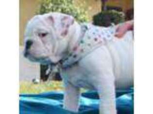 Bulldog Puppy for sale in La Verne, CA, USA