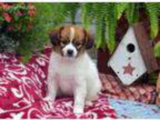 Papillon Puppy for sale in Sharon, MA, USA