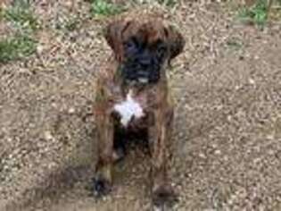 Boxer Puppy for sale in Annandale, MN, USA