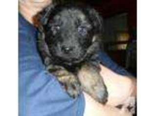German Shepherd Dog Puppy for sale in CORAOPOLIS, PA, USA