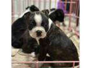 Boston Terrier Puppy for sale in Clovis, CA, USA