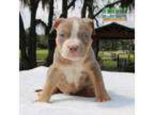 Mutt Puppy for sale in Johns Island, SC, USA