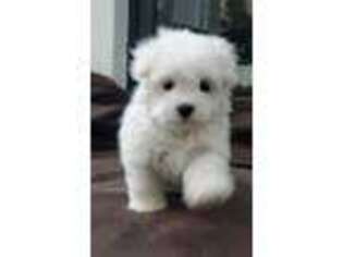 Maltese Puppy for sale in Denair, CA, USA