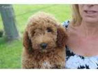Goldendoodle Puppy for sale in Wauseon, OH, USA