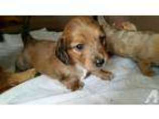 Dachshund Puppy for sale in ARBUCKLE, CA, USA