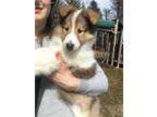 Collie Puppy for sale in Lanesboro, MA, USA