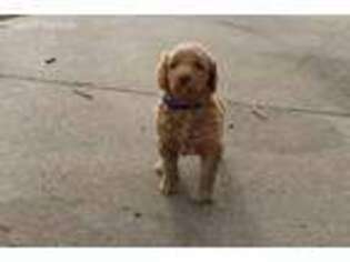 Goldendoodle Puppy for sale in Broken Arrow, OK, USA