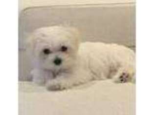 Maltese Puppy for sale in Deer Lodge, MT, USA