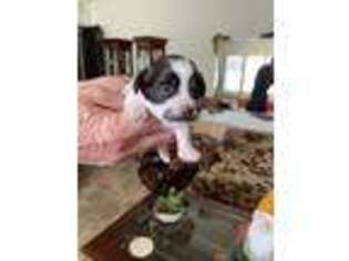Havanese Puppy for sale in Visalia, CA, USA