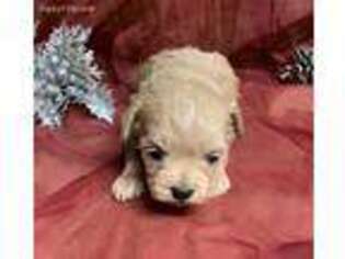Shih-Poo Puppy for sale in Magazine, AR, USA