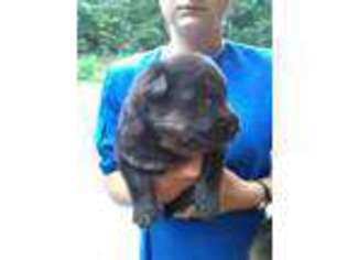 German Shepherd Dog Puppy for sale in Moravian Falls, NC, USA