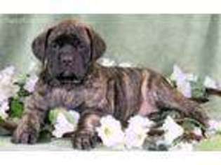 Mastiff Puppy for sale in Atglen, PA, USA