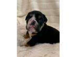 Bulldog Puppy for sale in Laurel, MS, USA