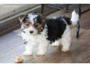 Biewer Terrier Puppy for sale in Iona, MN, USA