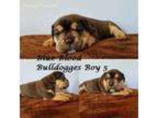 Olde English Bulldogge Puppy for sale in North Branch, MI, USA