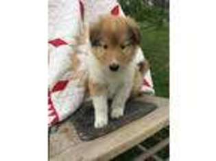 Collie Puppy for sale in Duncombe, IA, USA
