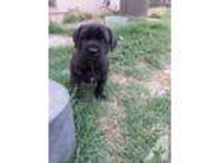 Mastiff Puppy for sale in NORTH HIGHLANDS, CA, USA