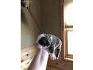 Olde English Bulldogge Puppy for sale in Alden, MN, USA