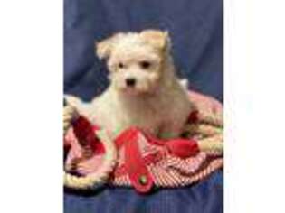 Maltese Puppy for sale in Cedar Springs, MI, USA