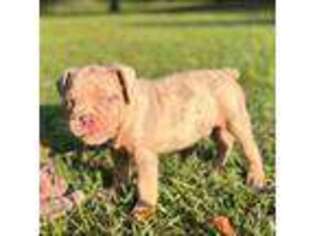 Olde English Bulldogge Puppy for sale in Orlando, FL, USA