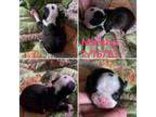 Boston Terrier Puppy for sale in Oneida, NY, USA