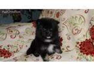 Pomeranian Puppy for sale in Pottstown, PA, USA
