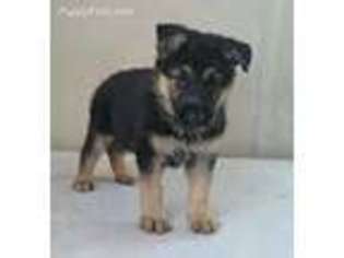 German Shepherd Dog Puppy for sale in Ellendale, MN, USA