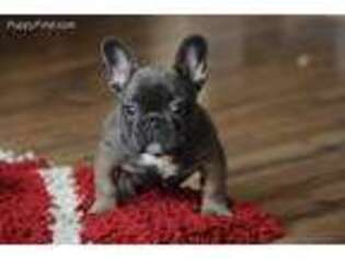 French Bulldog Puppy for sale in Bedford, IN, USA