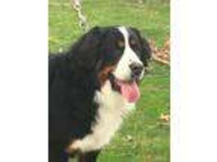 Bernese Mountain Dog Puppy for sale in Massillon, OH, USA