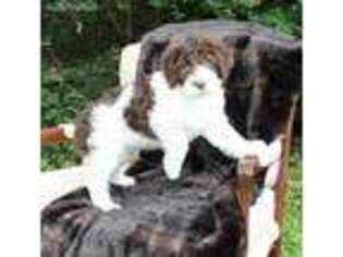 Portuguese Water Dog Puppy for sale in Florence, AL, USA