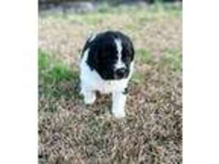 Newfoundland Puppy for sale in Jacksonville, NC, USA
