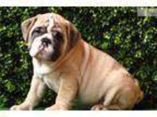 Bulldog Puppy for sale in Arlington, VA, USA