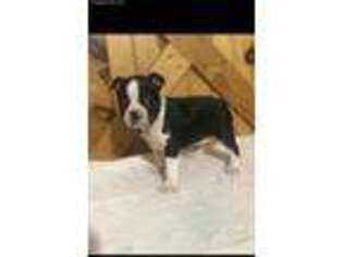 Boston Terrier Puppy for sale in Mayslick, KY, USA