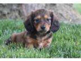 Dachshund Puppy for sale in Millersburg, OH, USA