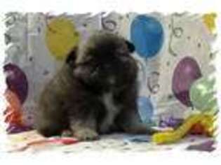 Pomeranian Puppy for sale in Springfield, TN, USA