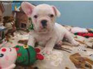 French Bulldog Puppy for sale in Collegeville, PA, USA