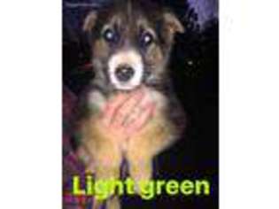 German Shepherd Dog Puppy for sale in Rocky Mount, VA, USA