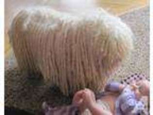 Puli Puppy for sale in GRANTS PASS, OR, USA